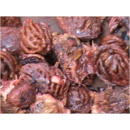 Denocciolatrice passatrice frutta 1000 kg/h