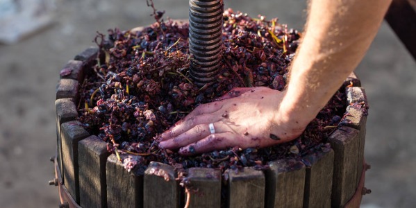 Come Fare il Vino: Guida alla Vinificazione