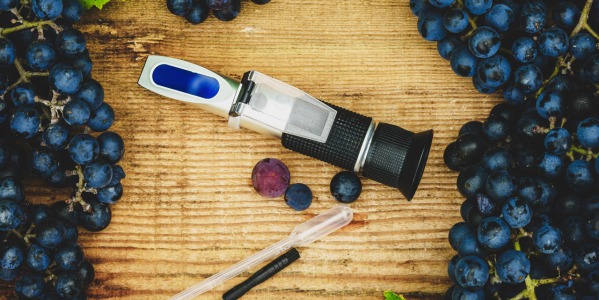 Determinare la maturazione dell'uva per la vendemmia