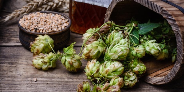Ingredienti per fare la birra: quali sono e come influenzano gusto e qualità