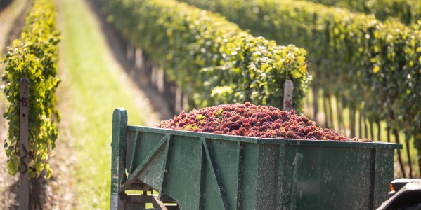 Storia del vino