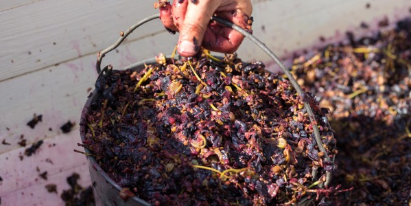 La microvinificazione del vino