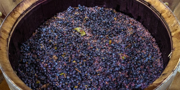Dall’uva al mosto: pigiatura, composizione e ruolo nella vinificazione