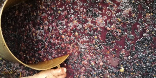 Fermentazione del mosto bloccata: cause, soluzioni e prevenzione