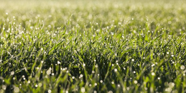 Arieggiare il prato: ecco come prendersi cura del manto erboso