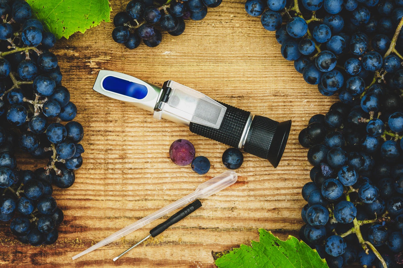 Determinare la maturazione dell'uva per la vendemmia