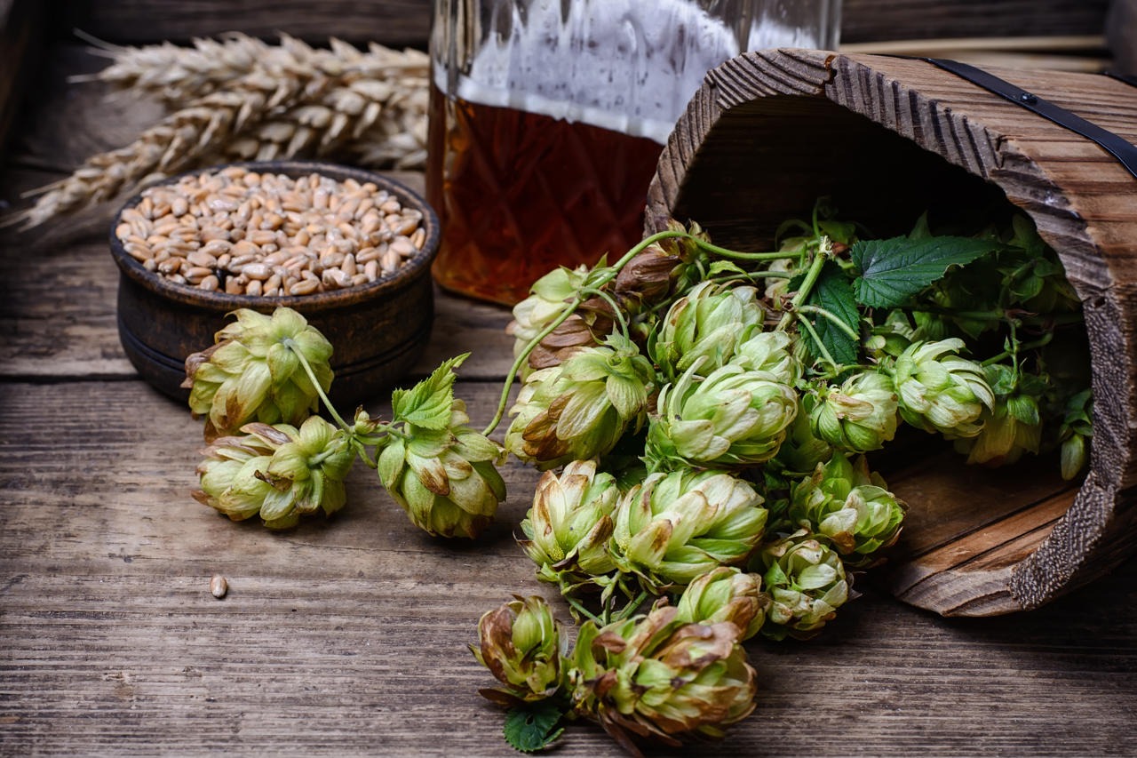 Ingredienti per fare la birra: quali sono e come influenzano gusto e qualità