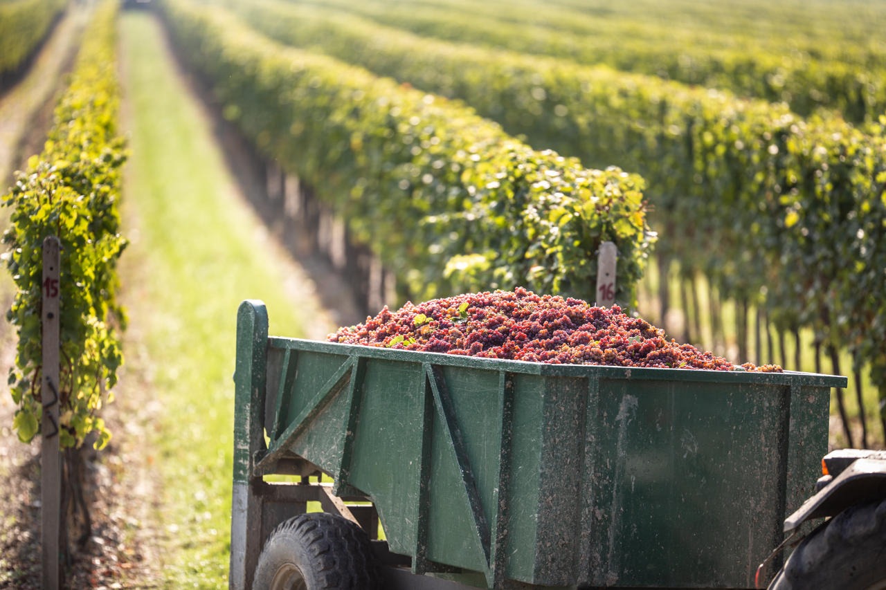 Storia del vino