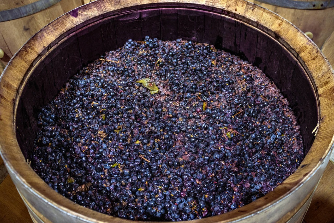 L'uva e il mosto